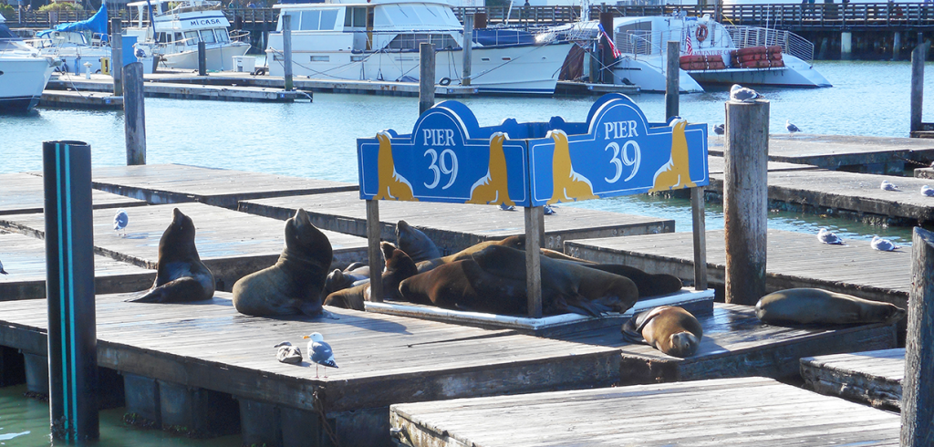 sea lions 2