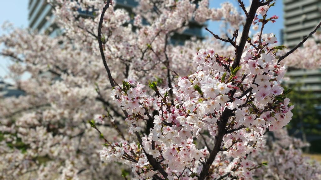 Primavera Japonesa: Onde e Quando Ver as Flores de Cerejeira